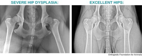 Comprehensive Guide to Hip Dysplasia in Dogs: Symptoms, Causes, and ...