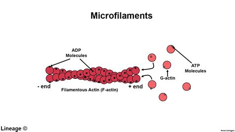 Microfilaments morphology