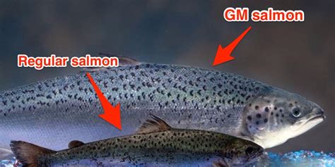 FDA approves GMO salmon - Business Insider