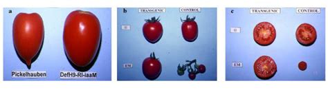 Parthenocarpic fruit development in UC82 tomato fruits. a ...