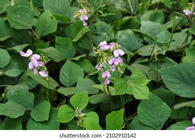 49 Pueraria phaseoloides Images, Stock Photos & Vectors | Shutterstock