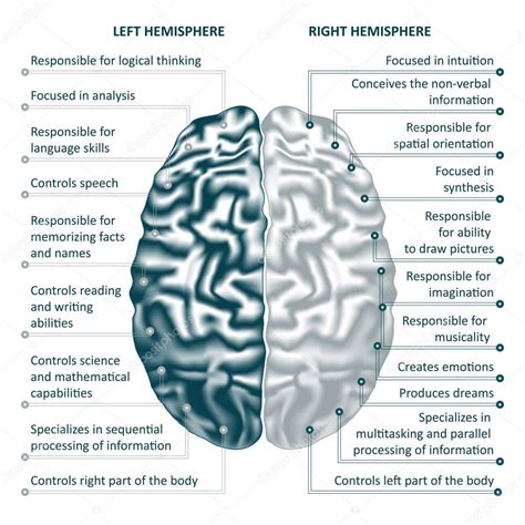 Cerebro hemisferios izquierdo y derecho infografías vector ilustración 2024