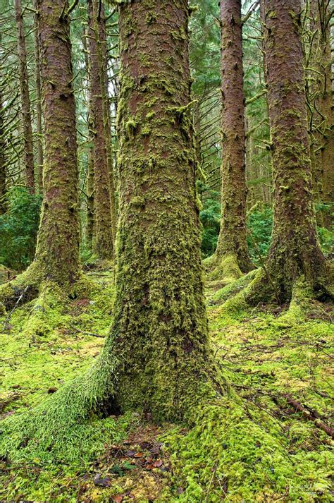 Mossy Sitka Spruce Forest, Siuslaw National Forest - Oregon Photography