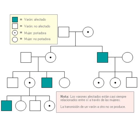 Herencia Ligada Al Cromosoma - Dinami