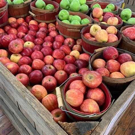 5 Places for the Best Apple Picking in Los Angeles - Days Out On The Farm