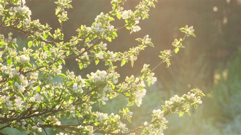 1,778 Windy cherry tree Stock Video Footage - 4K and HD Video Clips | Shutterstock