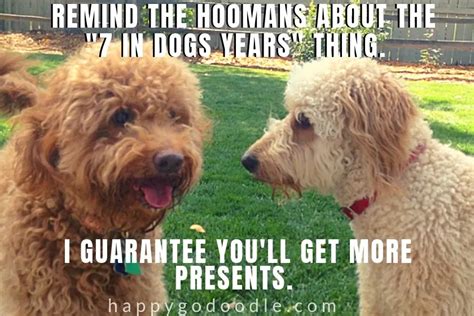 20 Happy Birthday Dog Memes That Will Make Your BarkDay Even Brighter - Happy-Go-Doodle®