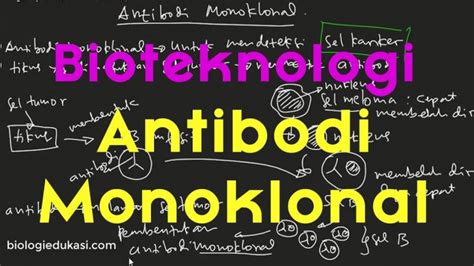 Antibodi Monoklonal Sebagai Obat Kanker