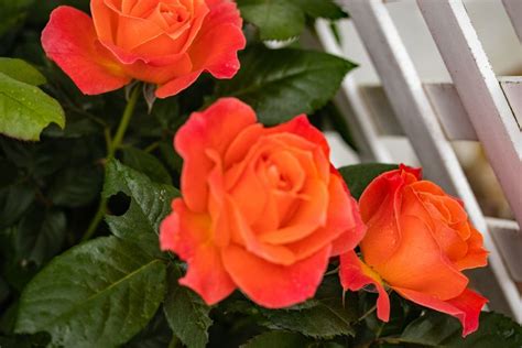 An Orange Rose blossom on one of our Rose bush near our arbor | Orange roses, Rose bush, Rose