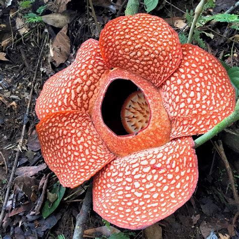 Rafflesia Arnoldii - The Largest Flower in The World is in Indonesia