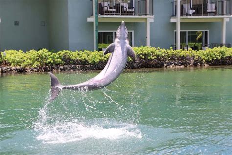 Where to Swim with Dolphins on Oahu: Dolphin Quest Review