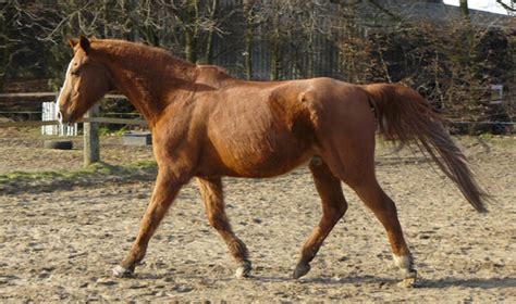 old chestnut horse trotting by Nexu4 on DeviantArt