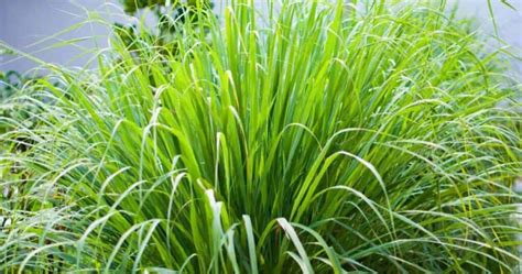 How To Grow and Care For Cymbopogon Citratus - GardenTipsHub