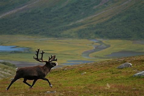 Wildlife Expedition im Sarek National Park,entlegenste Wildnis Europas