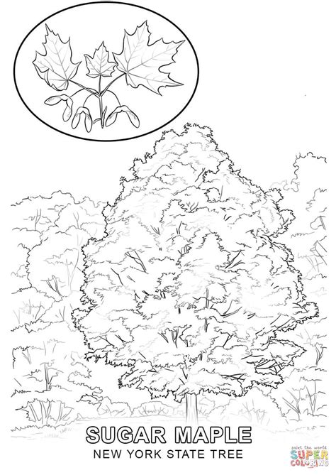 New York State Tree coloring page | Free Printable Coloring Pages