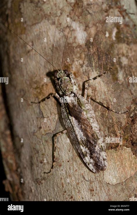 Bark mantis hi-res stock photography and images - Alamy