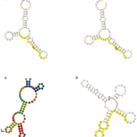 RNA fold reliability data of probable long non-coding RNA-microRNA... | Download Scientific Diagram