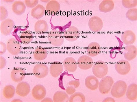 PPT - Protista PowerPoint Presentation, free download - ID:2727297