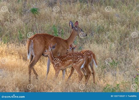 Whitetail Deer Doe and Cute Fawns Stock Image - Image of deer, outdoors ...