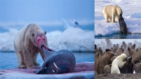 TOP POLAR BEAR VS ANIMALS MOMENTS || Polar Bear vs Walrus, Seal - YouTube