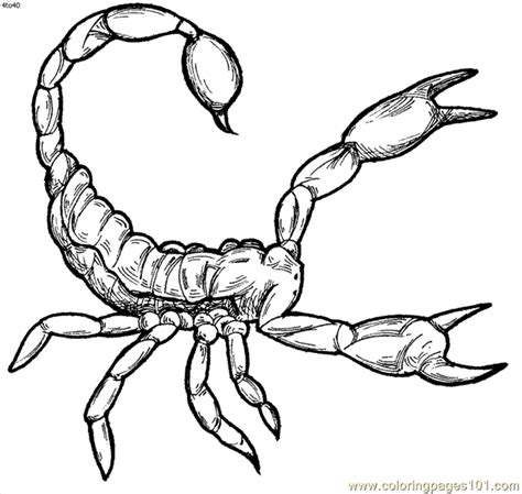 Geography Blog: Scorpion Coloring Pages