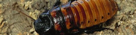 Cockroach Bite | How to identify and treat cockroach bites