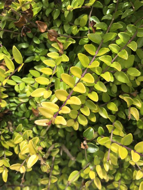 small leaves, non-flowering evergreen shrub/bush in PNW (8b). What is ...