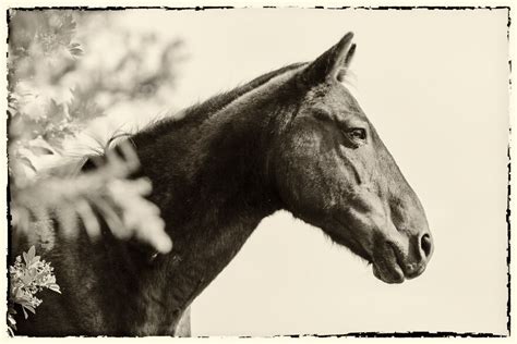 I Took Pictures Of Wild Horses In South Africa, Here Are 27 Of Them | Bored Panda