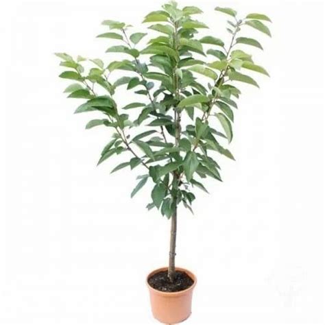 Cherry Sapling at best price in Chennai by Grace Modern Garden | ID ...