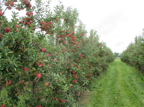 Apple Picking | Pick Your Own Apples | Albion Orchards