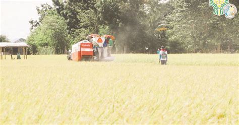 Early palay harvest to boost rice supply, stabilize prices