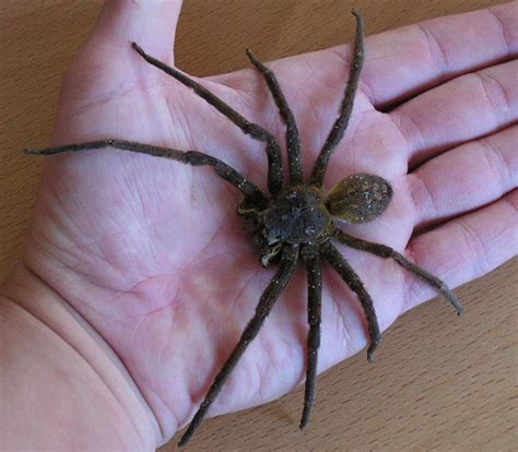 Brazilian Wandering Spider Size