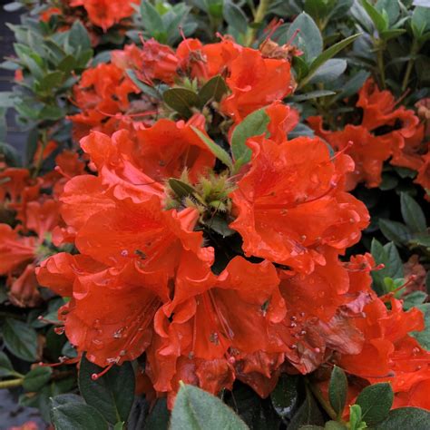 Perfecto Mundo® Orange - Reblooming Azalea - Rhododendron x | Proven ...