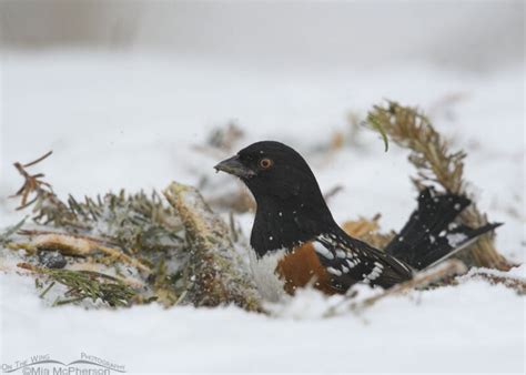 Spotted Towhee male on a snowy winter morning – Mia McPherson's On The Wing Photography