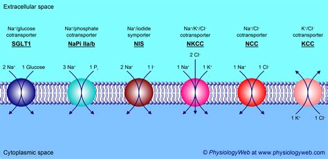 Secondary active transport - Examples of cotransporters (symporters) - PhysiologyWeb