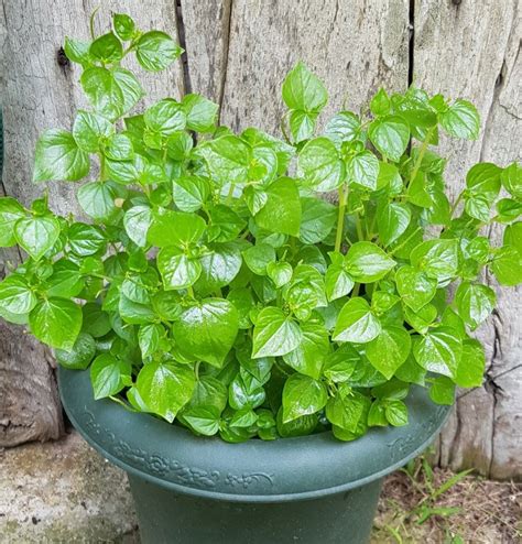 Rare Pansit Pansitan Shiny Bush Peperomia pellucida - 30 Seeds