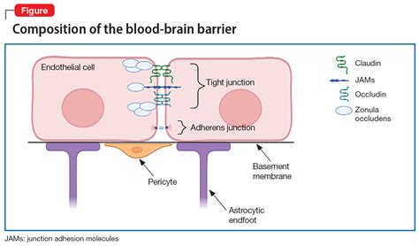 Faulty fences: Blood-brain barrier dysfunction in schizophrenia ...