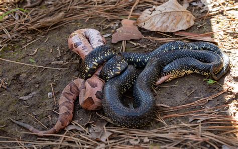 What Eats A Copperhead Snake? • Support Wild