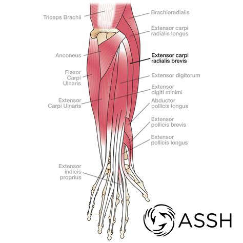 Body Anatomy: Upper Extremity Tendons | The Hand Society