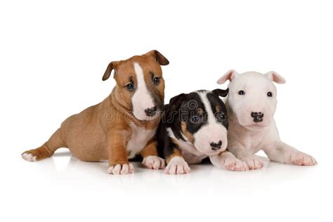 Three Puppies Miniature Bull Terrier Of Different Colors Stock Image - Image of bull, mammal ...