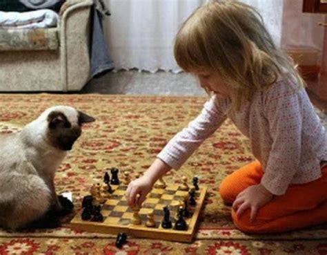 Ten Cats Playing Chess Who Could Easily Beat Garry Kasparov