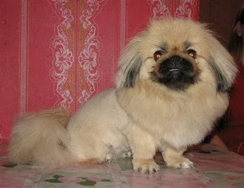 Pekingese haircut (27 photos): what is grooming and why is it needed? Why dogs behave strangely ...