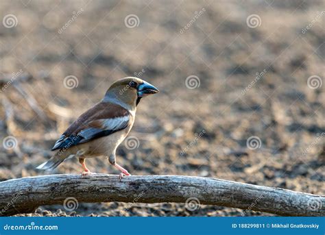 A Common Hawfinch or Coccothraustes Coccothraustes Stock Image - Image of feeder, brown: 188299811