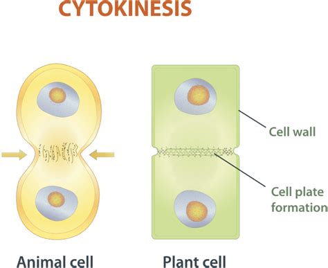 Download Cytokinesis Is The Final Stage Of Eukaryotic Cell Division - Gambar Sitokinesis Pada ...