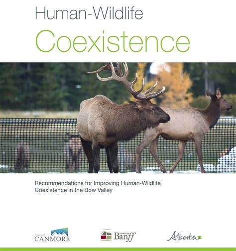 Human-Wildlife Coexistence in the Bow Valley | Banff, AB - Official Website