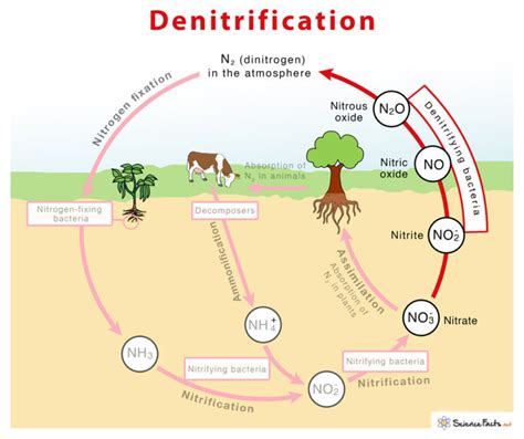 Denitrification – Definition, Equation, Process, & Diagram