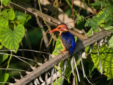 African Pygmy Kingfisher | BirdForum