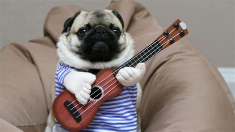 Singing Dog Stock Video Footage - 4K and HD Video Clips | Shutterstock