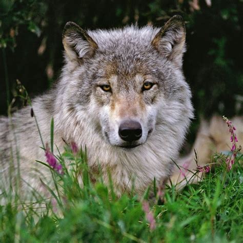 Denali Wolf Buffer | Alaska Wildlife Alliance (AWA)