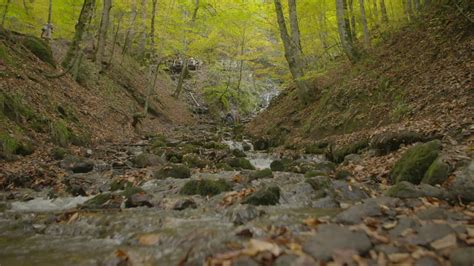 Stream and forest in autumn. Stream flowing among orange leaves in ...